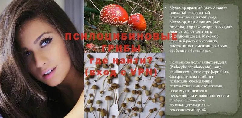 Псилоцибиновые грибы Psilocybe  купить наркотики сайты  Красноуральск 